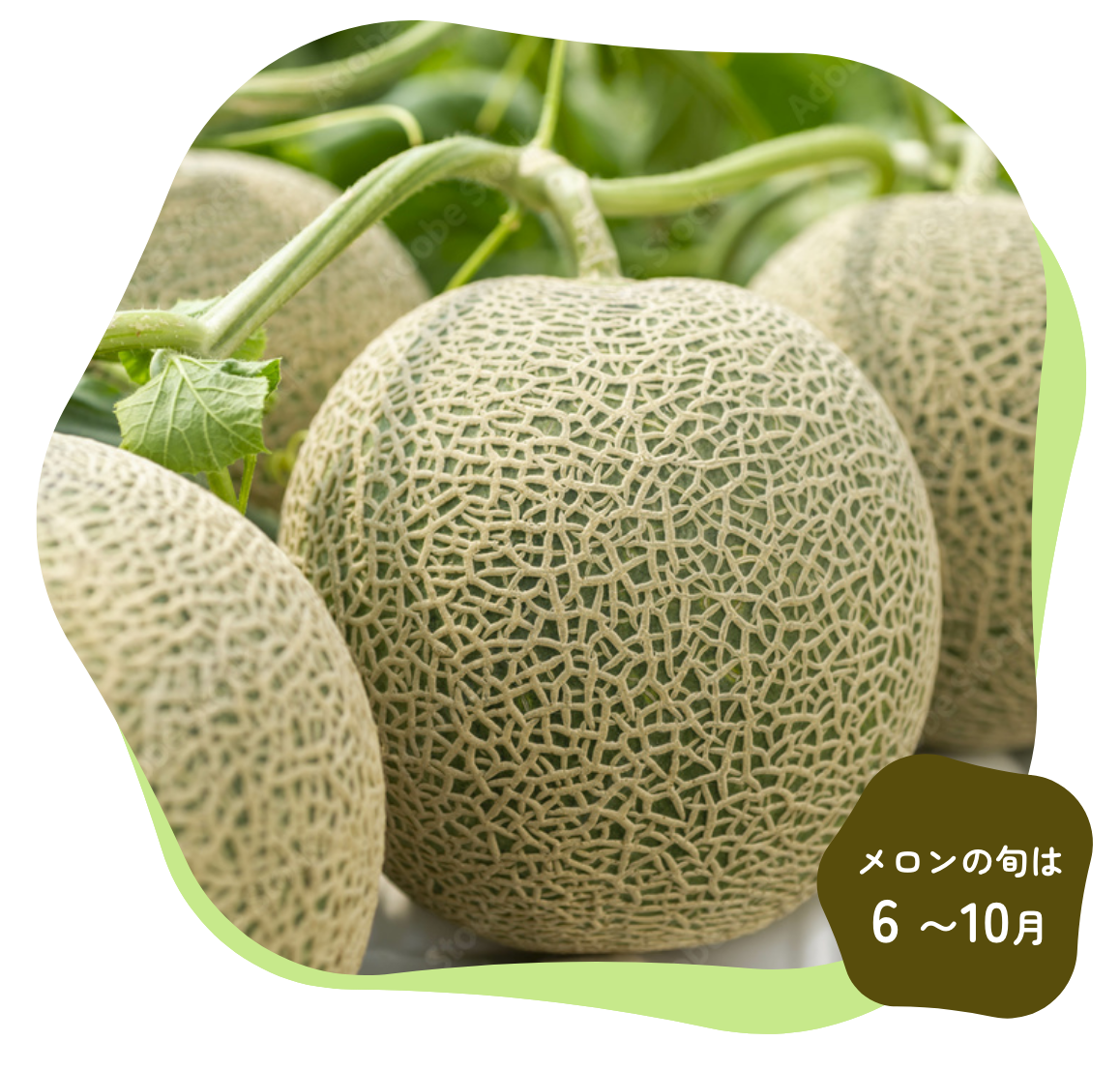 メロンの旬は6〜10月